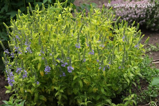 Veronikos , Veronikūnai